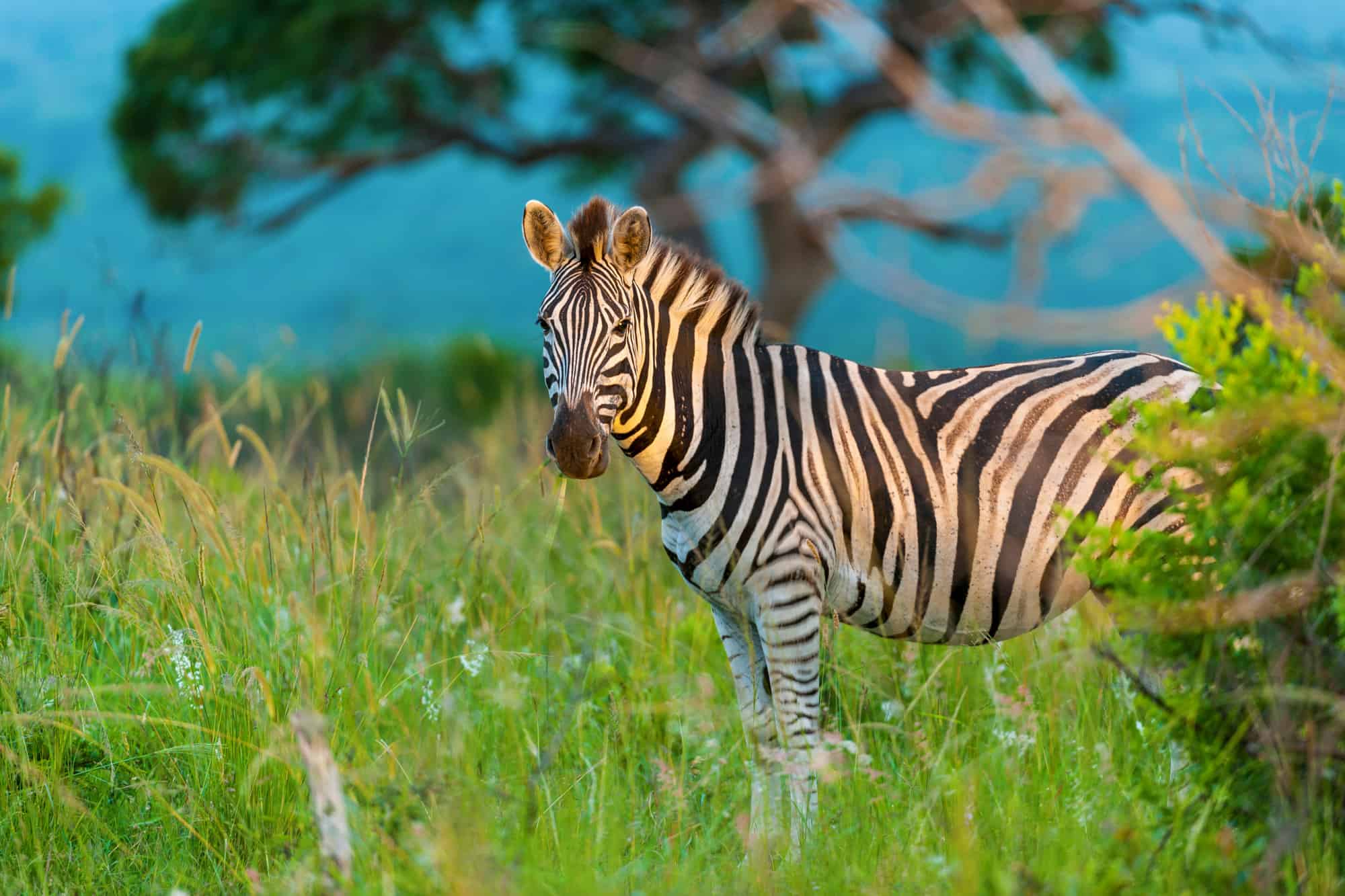 common zebra or Burchell's zebra