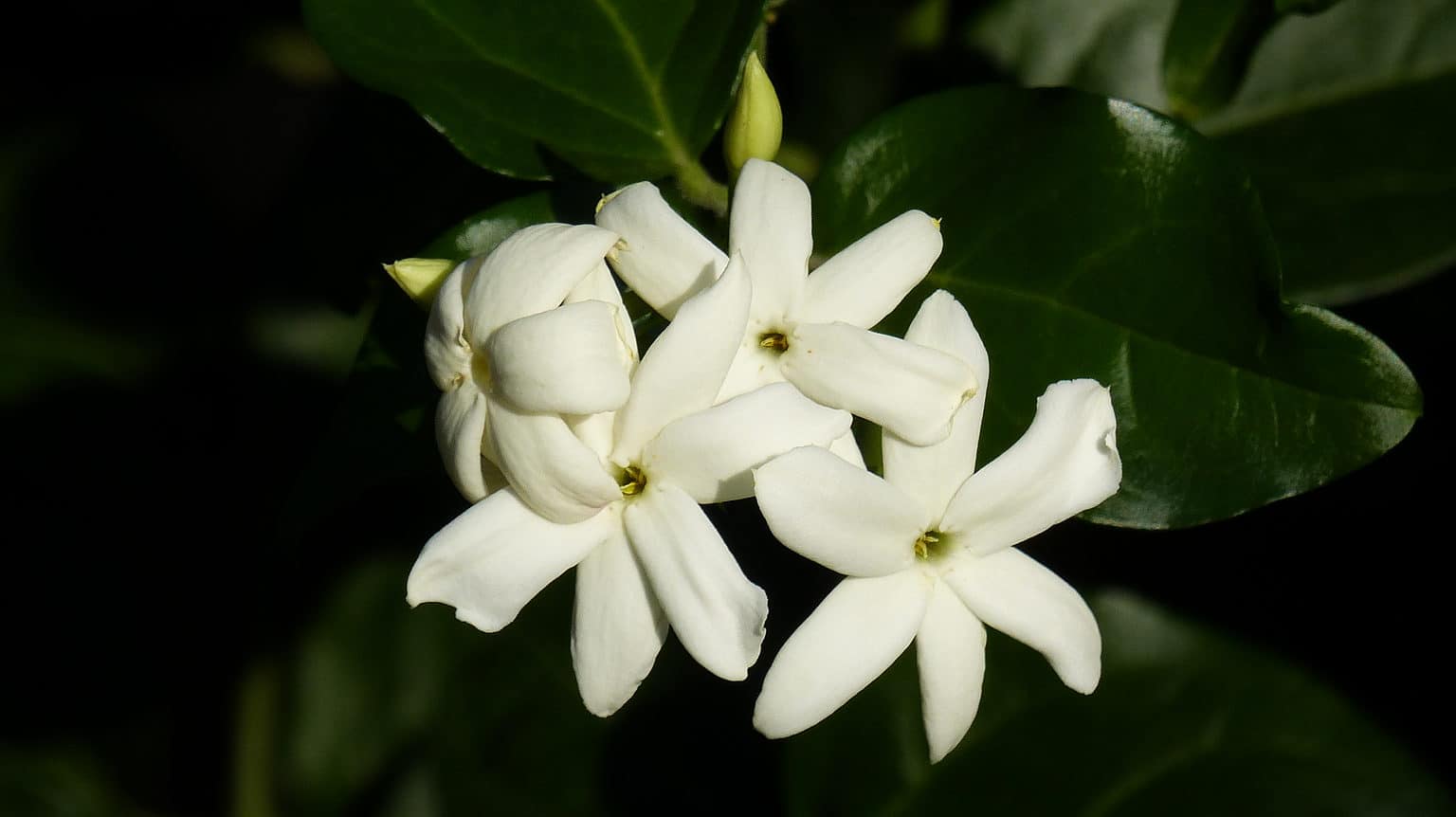 Discover the National Flower of the Philippines: The Sampaguita - A-Z ...