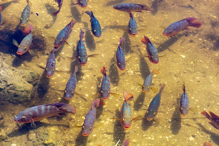 Mayan Cichlid school of fish