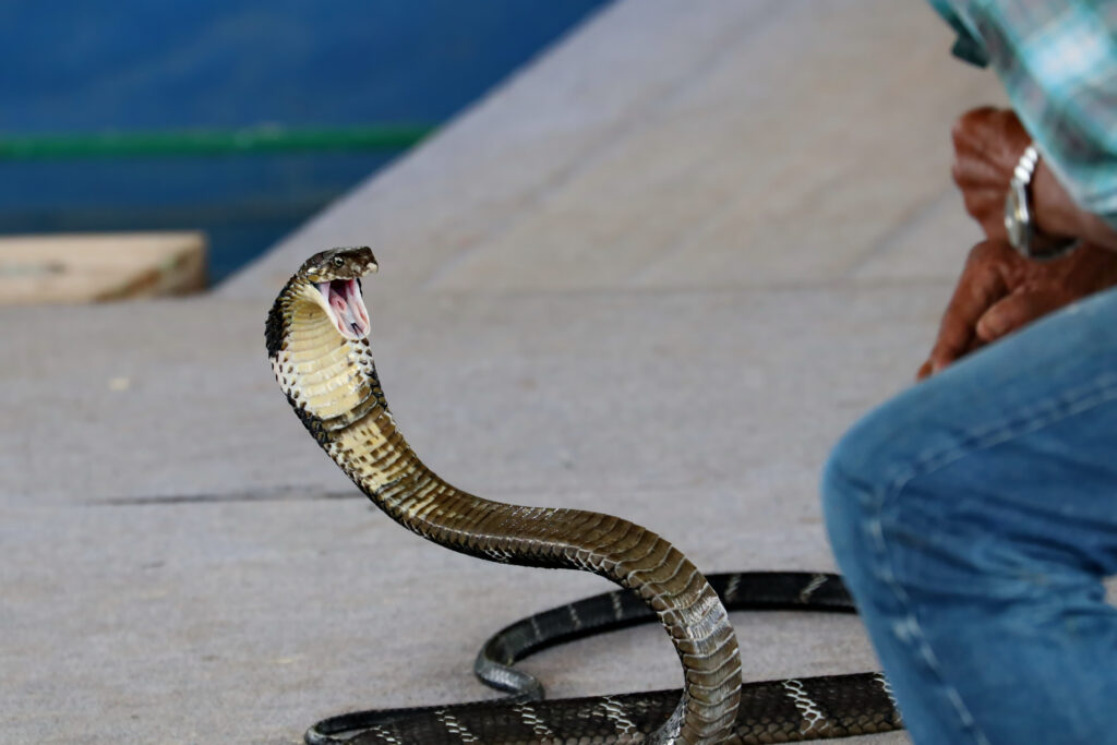 Man crouched down next to cobra.