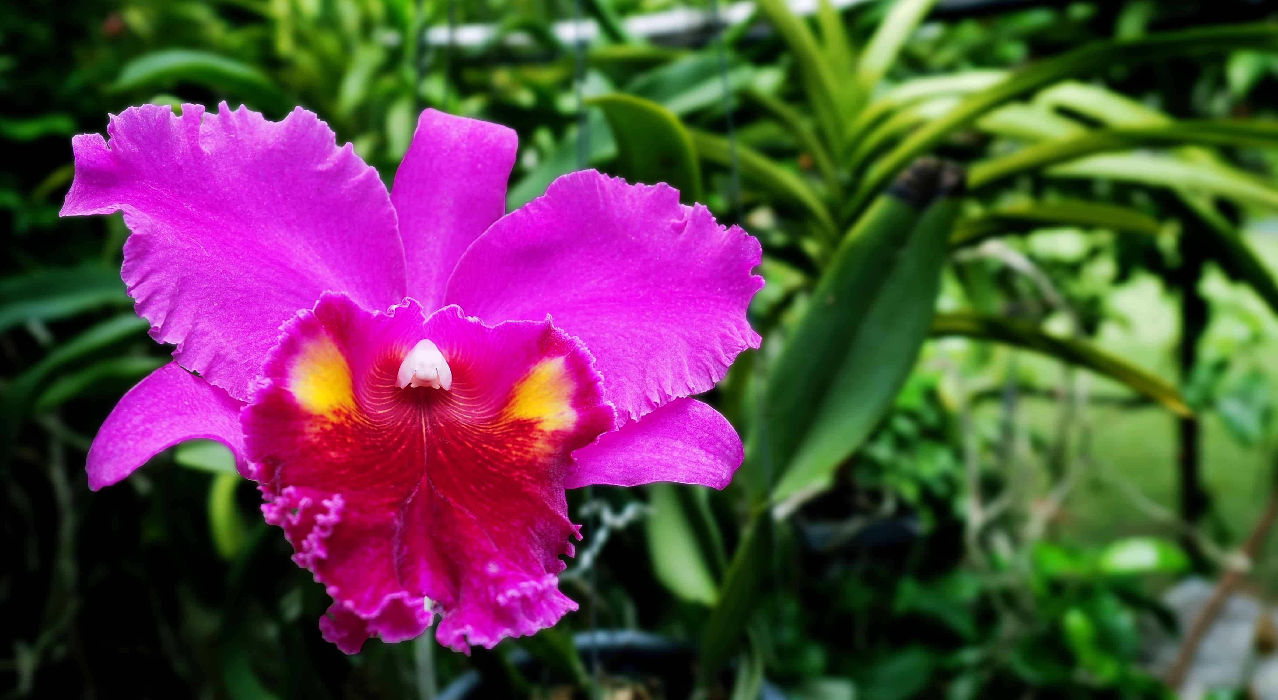 how-to-care-for-orchids-indoors-a-z-animals