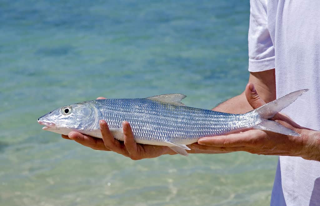 men holding fresh bonefish caught in cuba close up