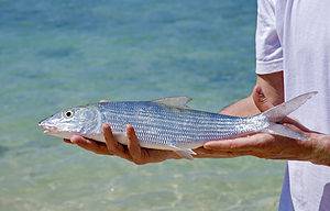 Discover The Largest Bonefish Ever Caught in Florida photo