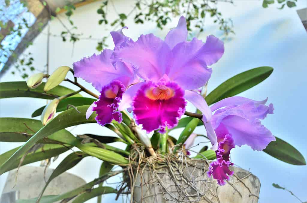 Orchid Cattleya trianae in backyard.