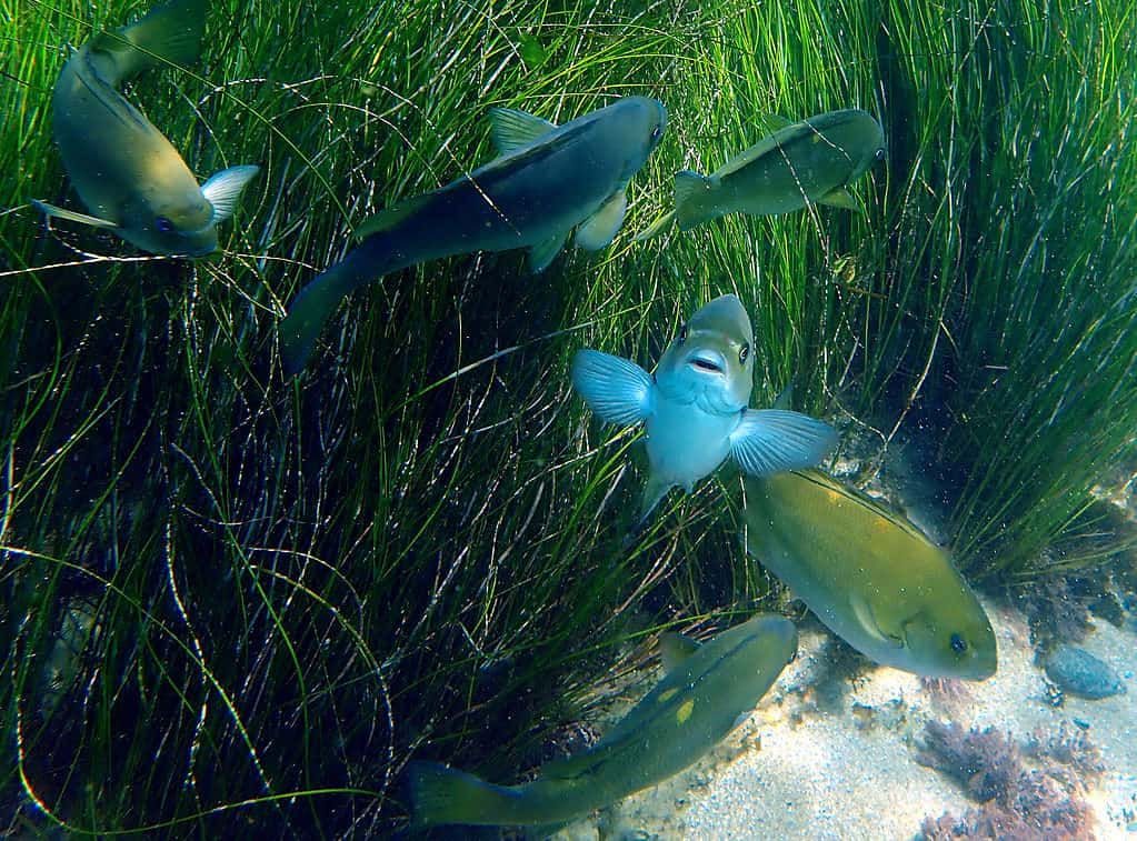 Opaleye Fish, School of Opeleye Fish, Closeup of Opaleye Fish