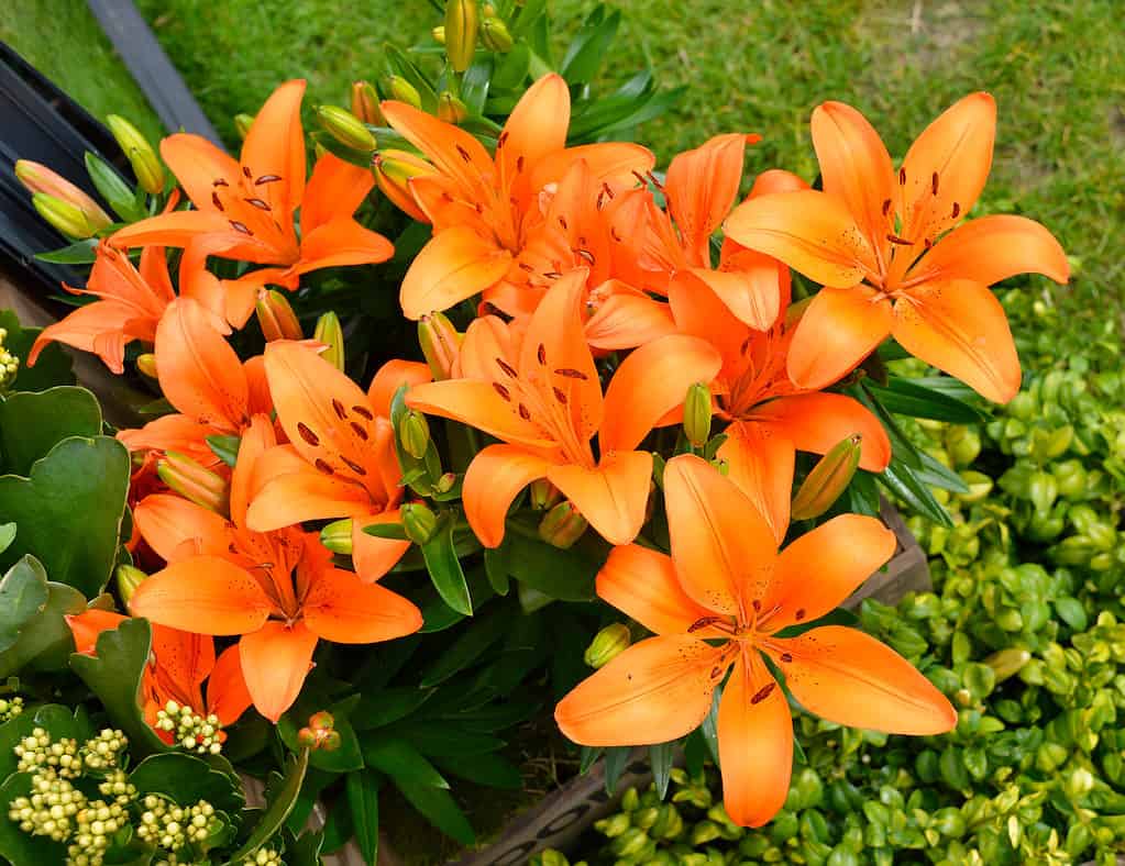 Lilium sp. ‘Orange Pixie’ flowers