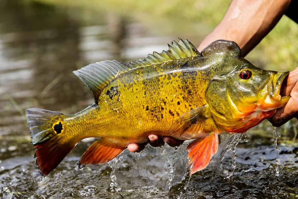 Releasing a Peacock bass.