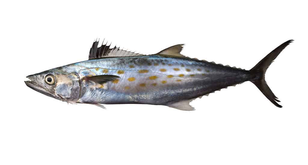 Spanish mackerel isolated