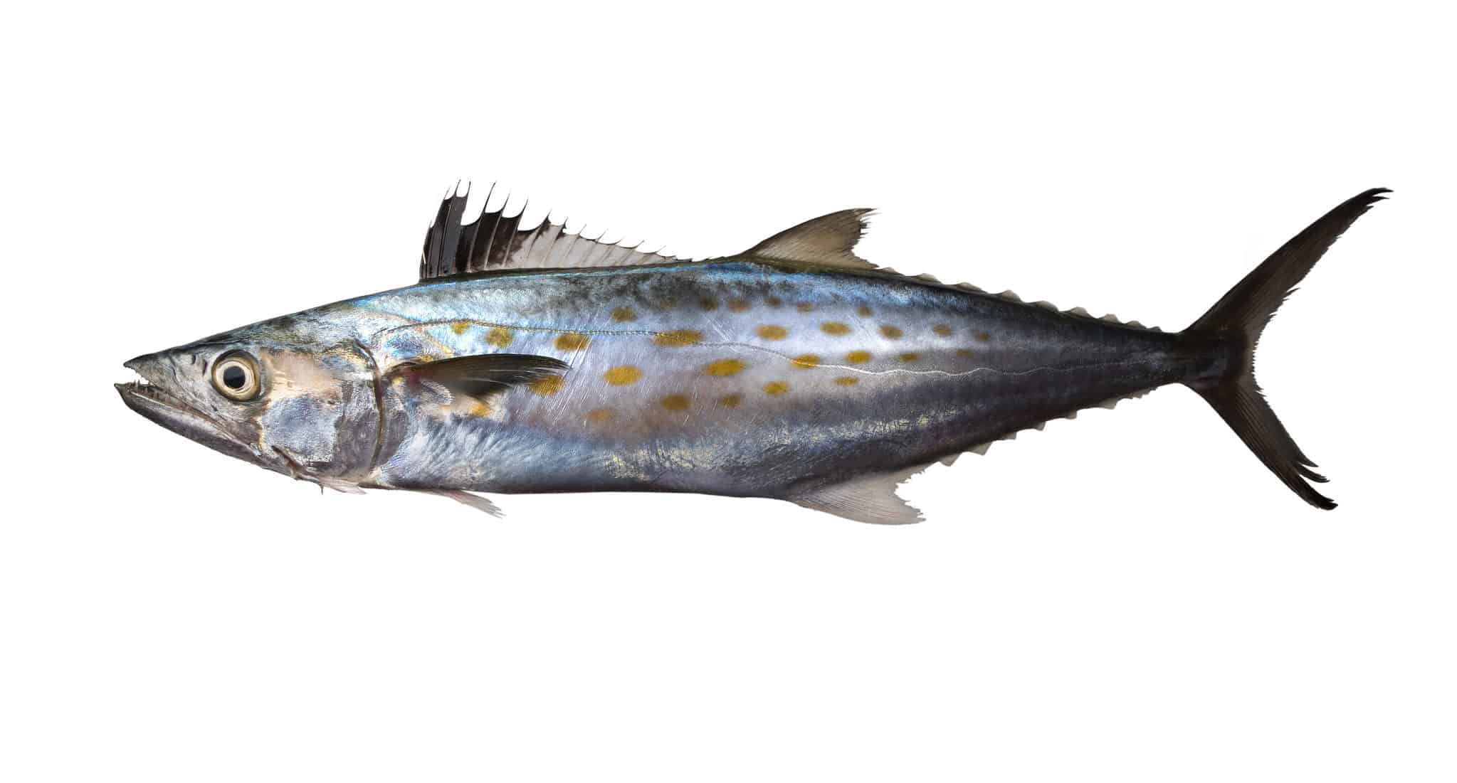 Spanish Mackerel AZ Animals