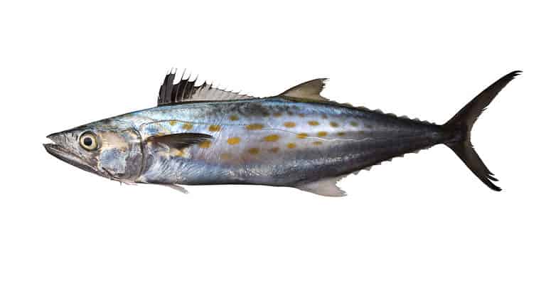Spanish mackerel isolated