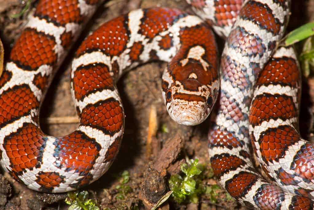 Eastern milk snake, Lampropeltis triangulum