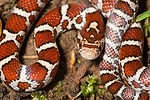Closeup of a young eastern milk snake, Lampropeltis triangulum, partly coiled up in a garden in South Windsor, Connecticut.