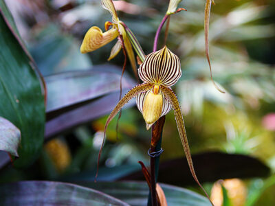 A 3 Rare Types of Orchids for Your Collection