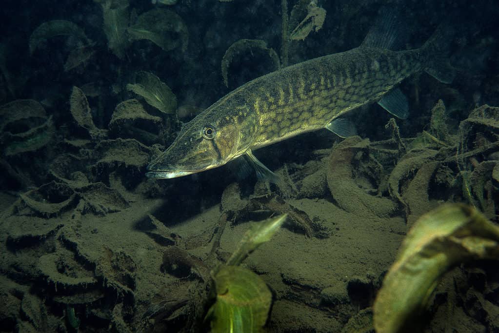 Chain Pickerel underwater in the Richelieu River in Canada