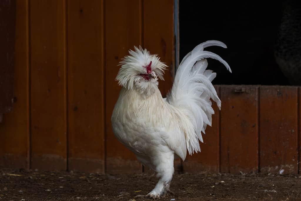 Sultan rooster