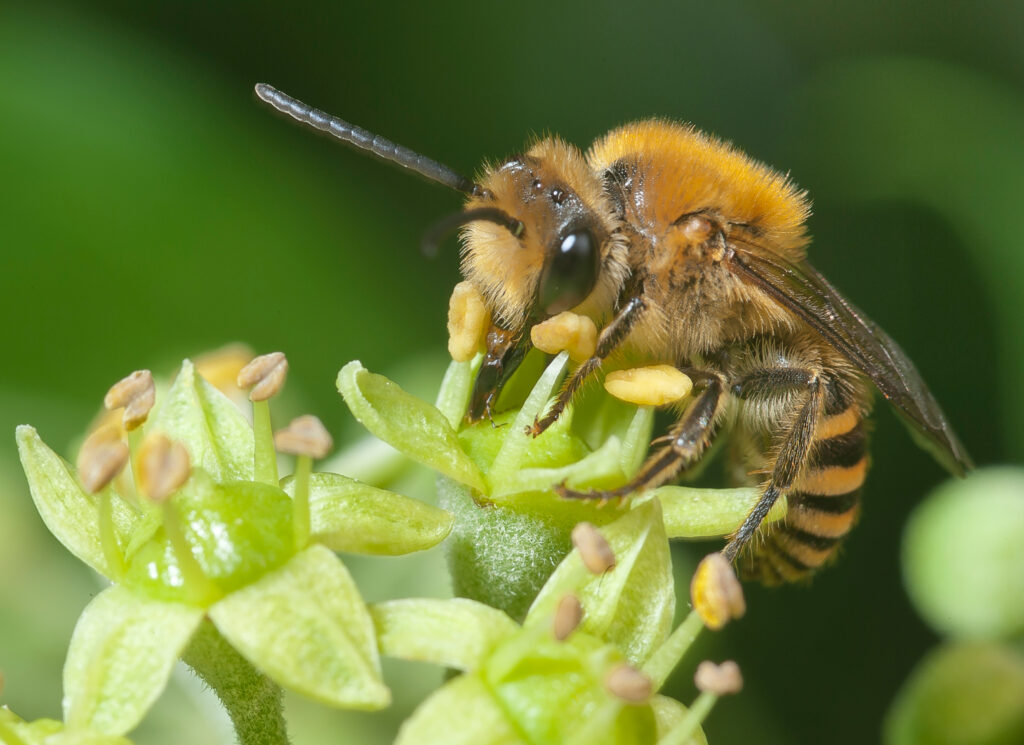 Ivy bee (Colletes hederae) on ivy flowers (Hedera helix), feeding on nectar. The bee is facing the left frame. Iyt has a slender abdomen that is yellow and black striped and a hairy yellow thorax. The ivy flower is light green. 