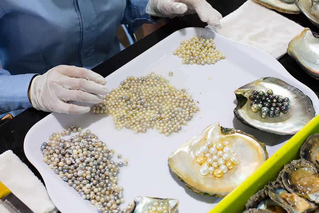 A pearl farm in operation in Ha Long, Vietnam