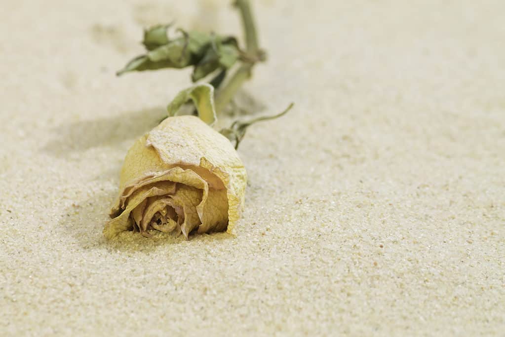 dried rose on sand