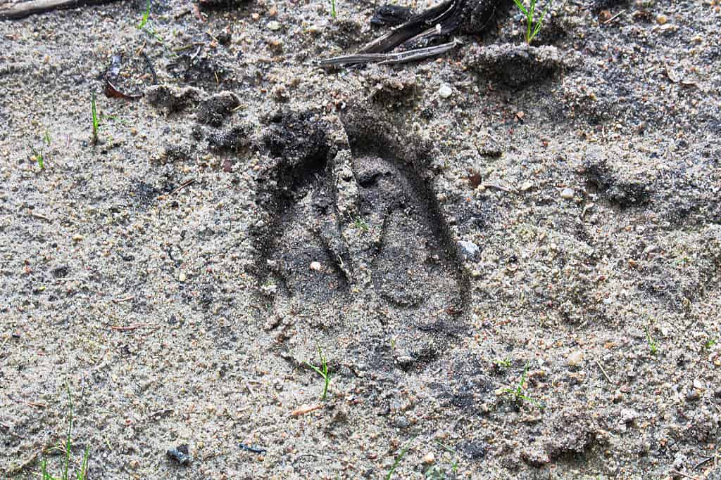 A moose track in sand