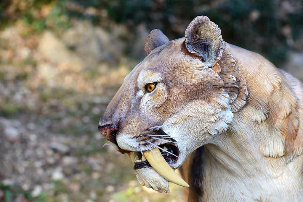 Smilodon - Saber Tooth Tiger, artificial model photographed outdoor