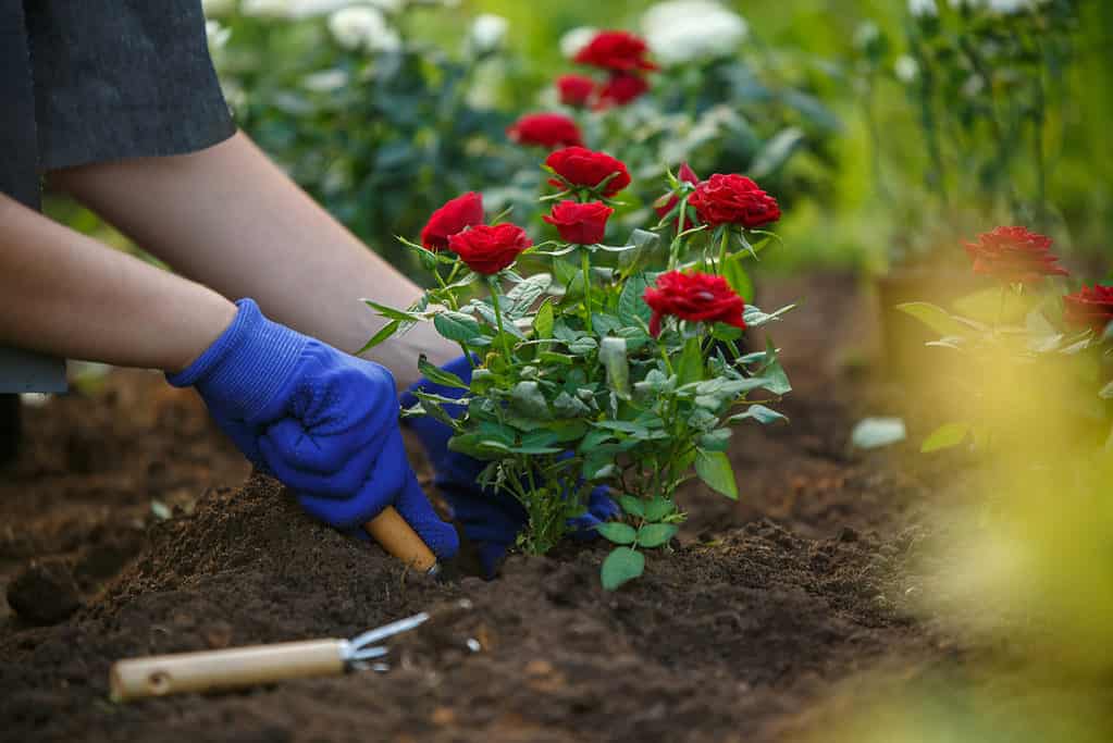 Planting red roses