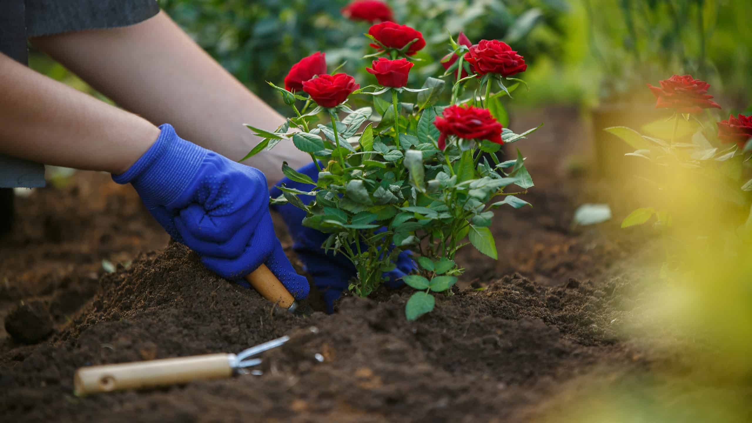 How To Transplant Roses: A Step-by-Step Guide - A-Z Animals