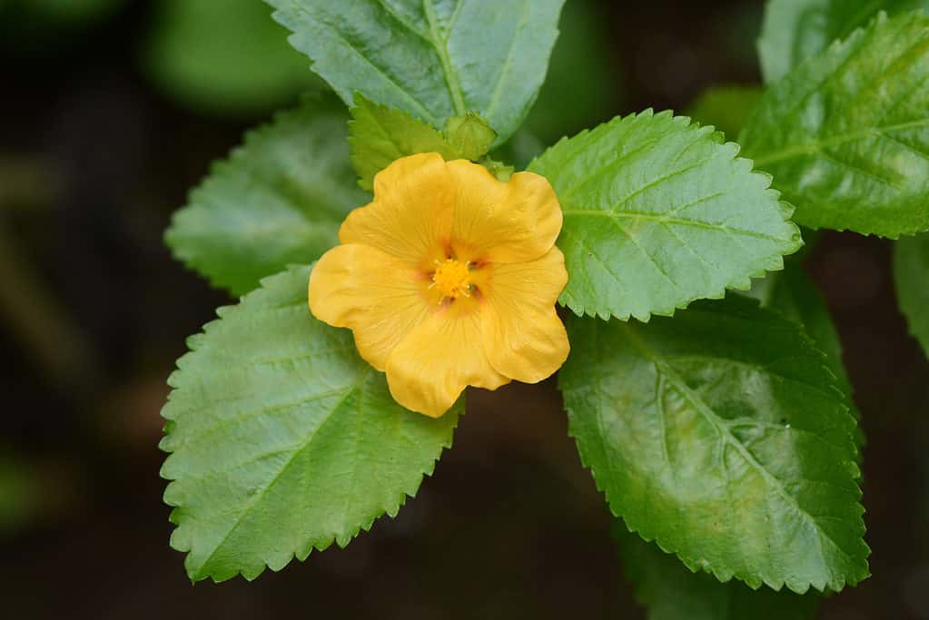 Royal Hawaiian Lei flower Ilima (Sida fallax)