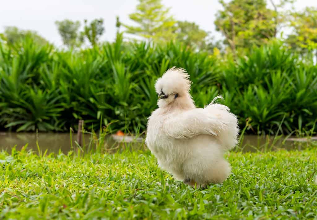 White Silkie Chicken.