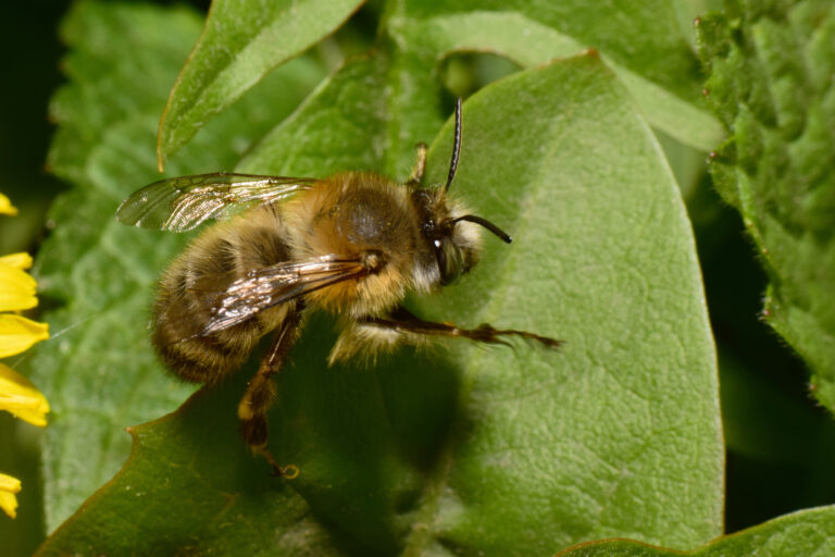 fluffy and brown bee Anthophora plumipes sitting on a green leaf of nettle Lamium album in spring in the foothills of the North Caucasus