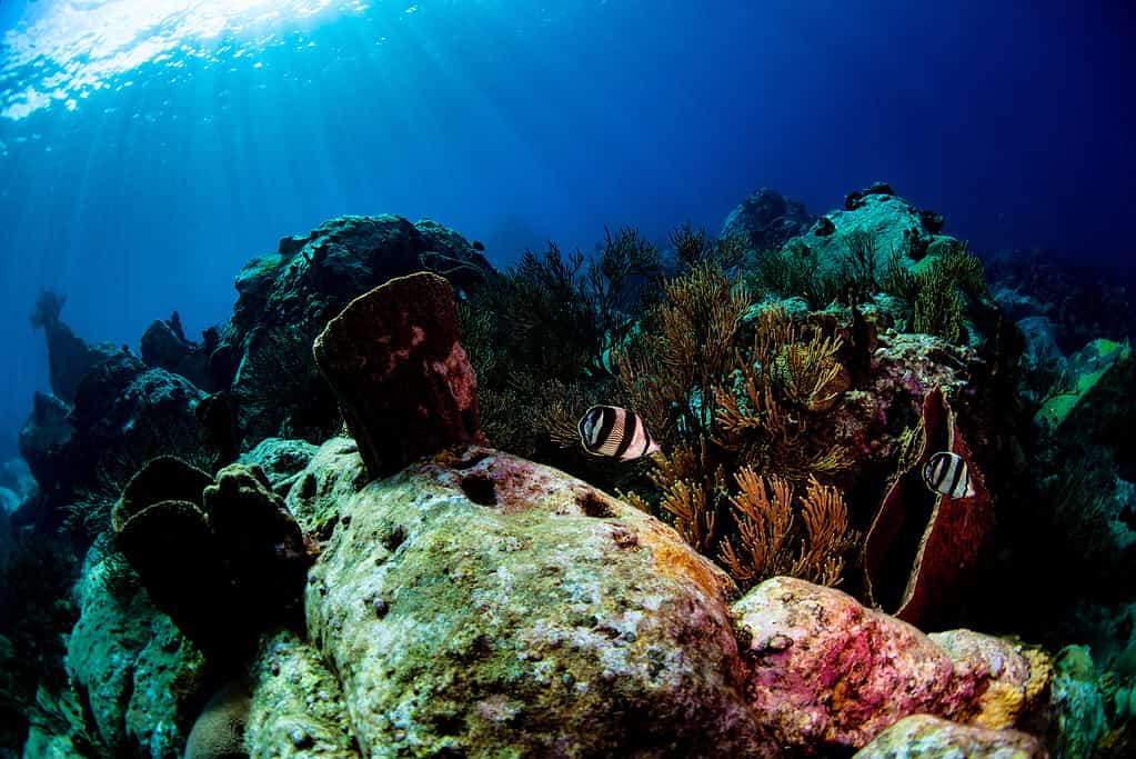 Four-Banded Butterfly Fish