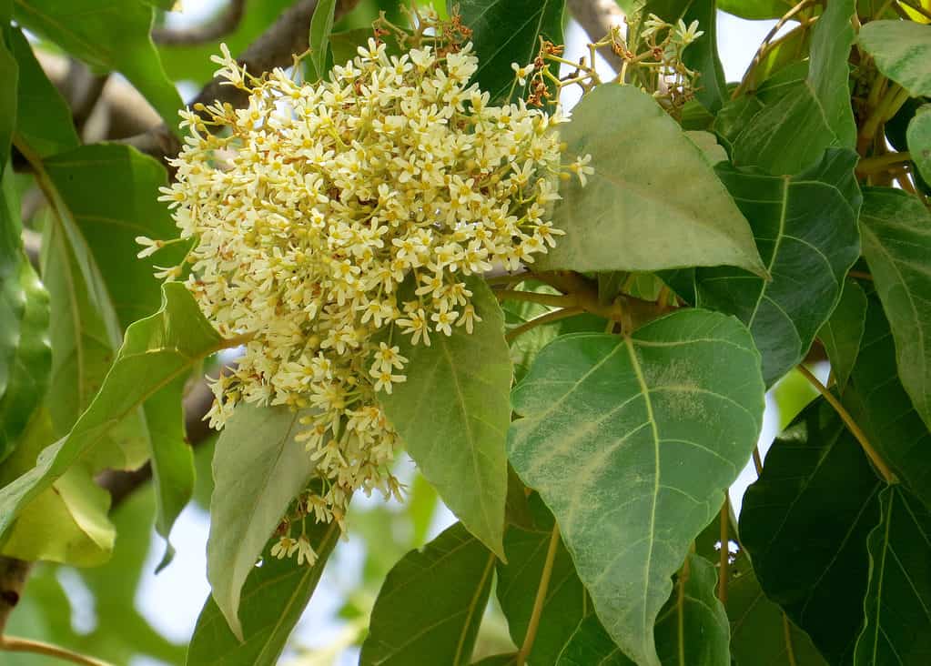 Candlenut tree.