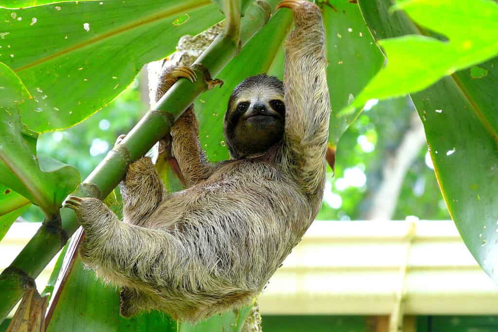 Sloth in Puerto Viejo, Costa Rica