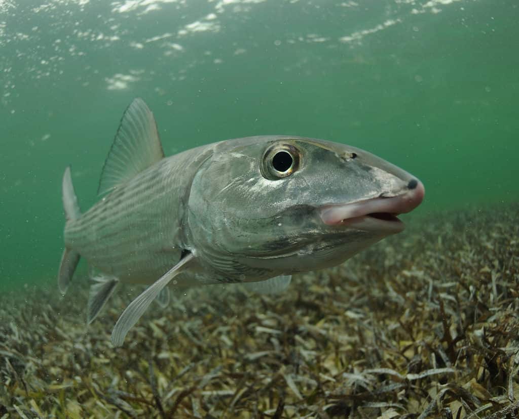 bonefish