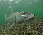 Bonefish