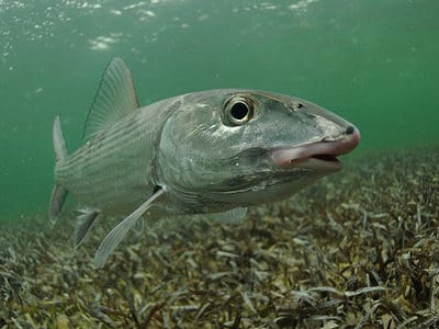 A Bonefish