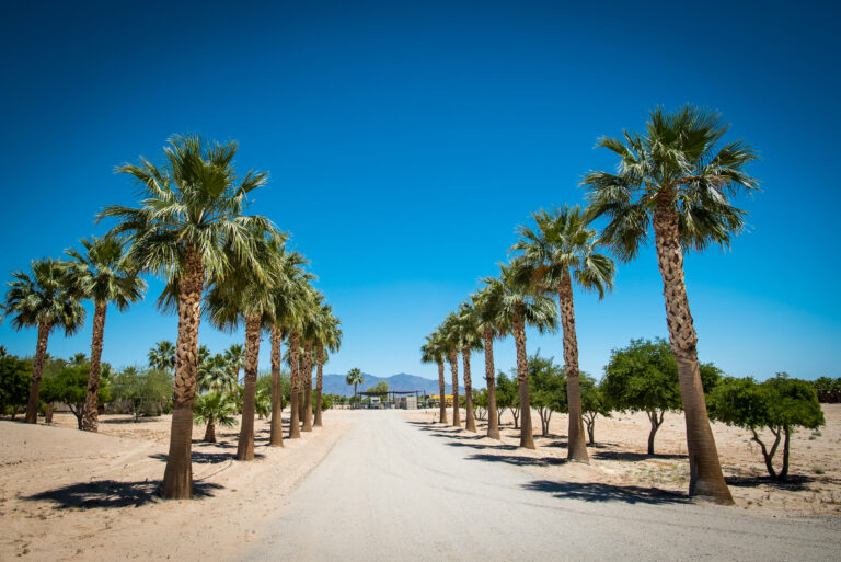 Mexican Fan Palm Tree