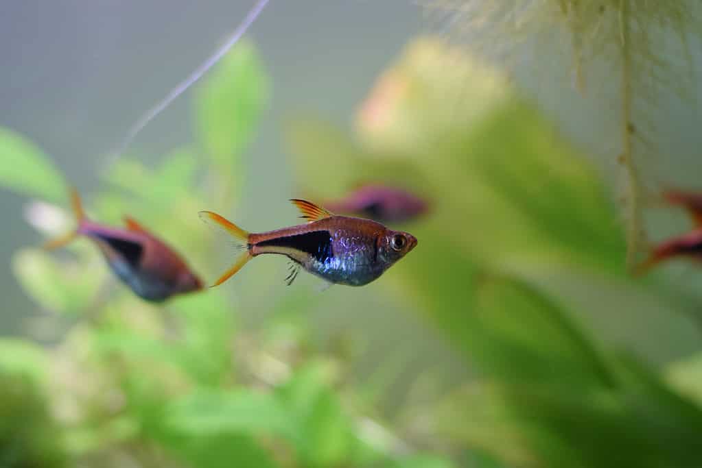 Harlequin rasbora (dị hình Trigonostigma)