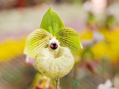 A 3 Types of Green Orchids