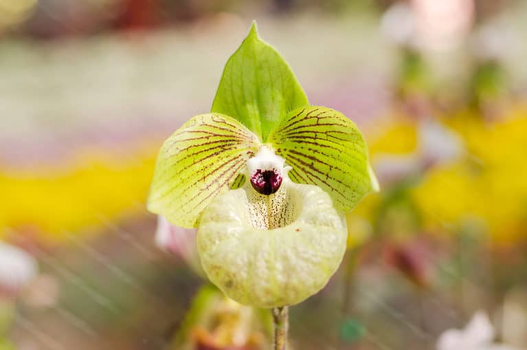Paphiopedilum malipoense - Jade Slipper Orchid