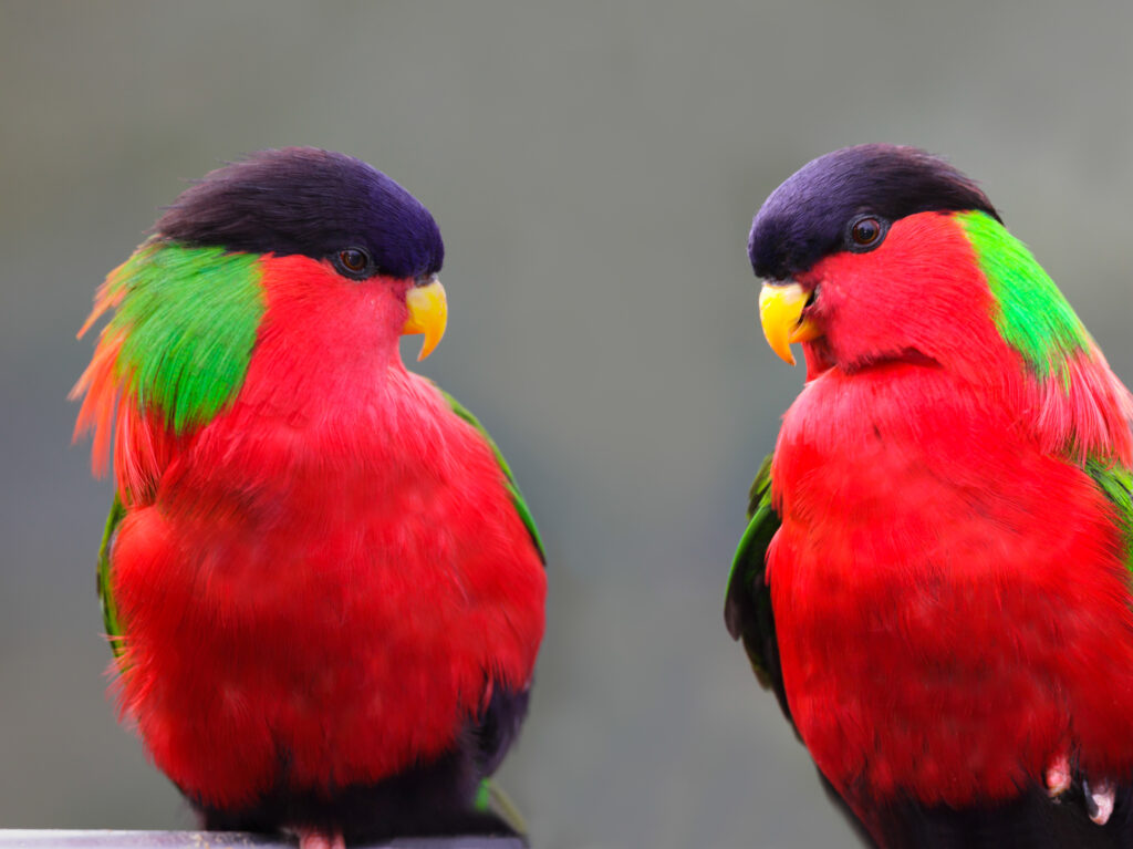 Collared Lory of Fiji