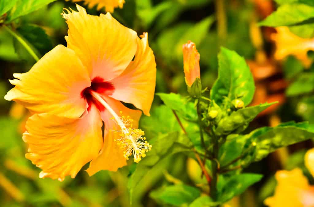 Yellow Hibiscus.