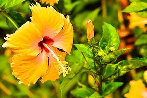 Winterizing Hibiscus Plants: How to Prep Your Hibiscus for the Cold Picture