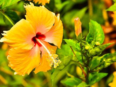 A The Best Flowers to Plant in Hawaii: 18 Flowers for a Gorgeous Blooms