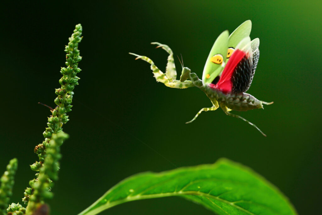 praying mantis flying