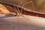 Close-up of a giant daddy longleg spider, Artema atlanta.