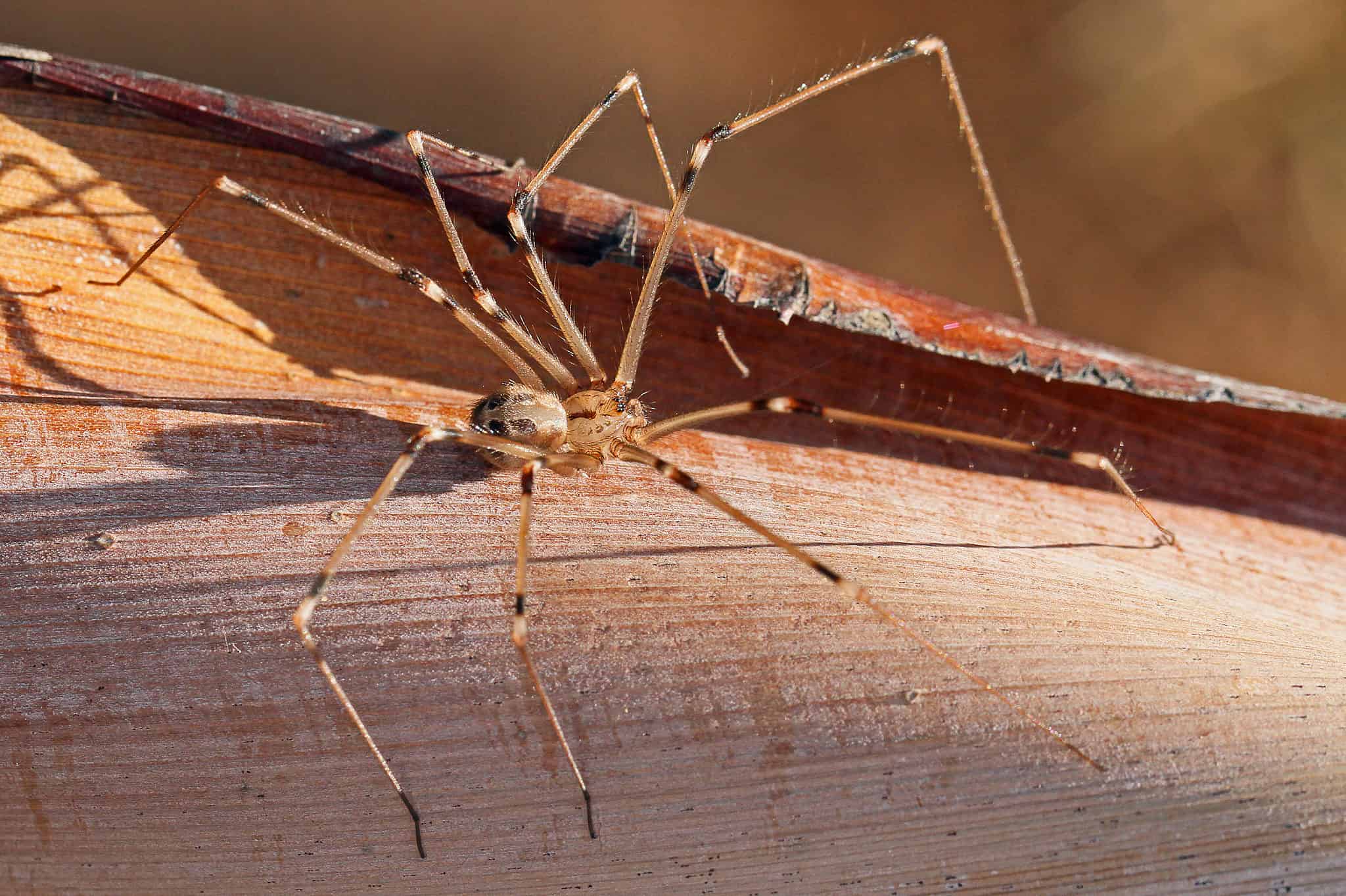 See 6 Spiders That Look Like Daddy Long Legs - A-Z Animals