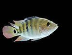 Mayan cichlid