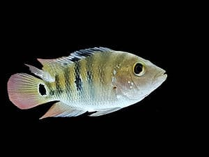 Mayan cichlid