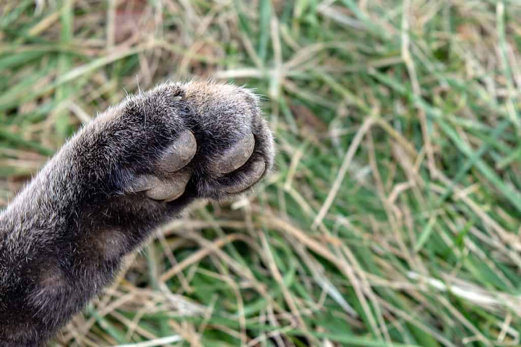 A bobcat paw