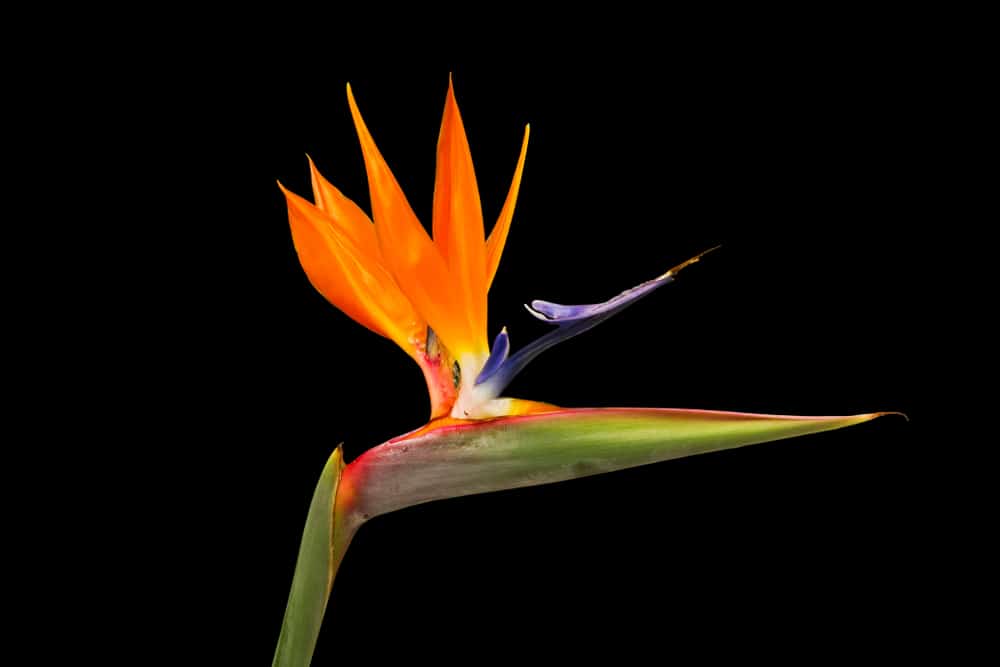 Strelitzia juncea